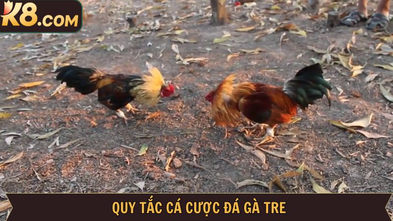 Đá Gà Tre - Bộ Môn Cá Cược Thú Vị Kịch Tính Tại K8 3 Quy tắc của ván đấu đá gà tre cơ bản